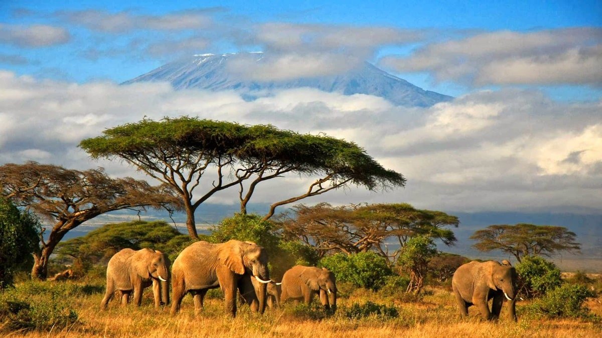 Guide pour Réaliser un Safari en Tanzanie